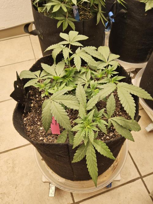 Regrow of Cheesus. Week 4