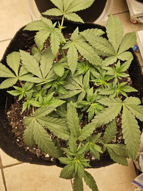 Regrow of Cheesus. Week 4