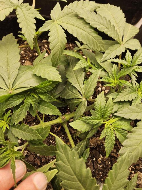 Regrow of Cheesus. Week 4