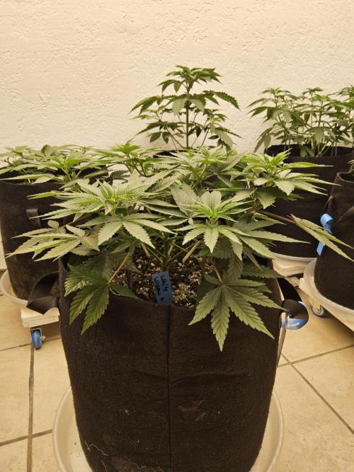 White Widow Plus. Week 4