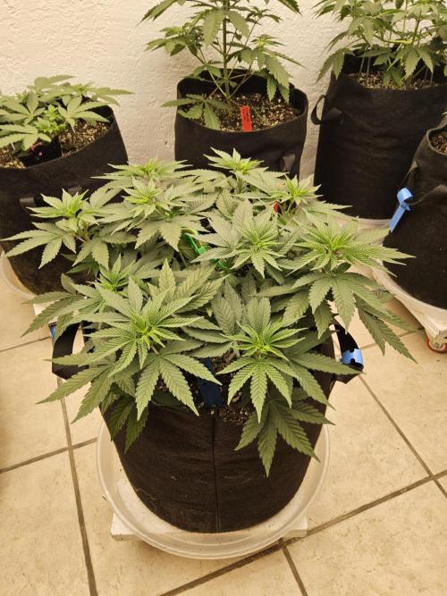 White Widow Plus. Week 4