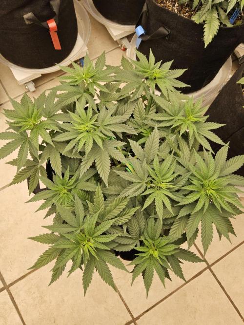 White Widow Plus. Week 4