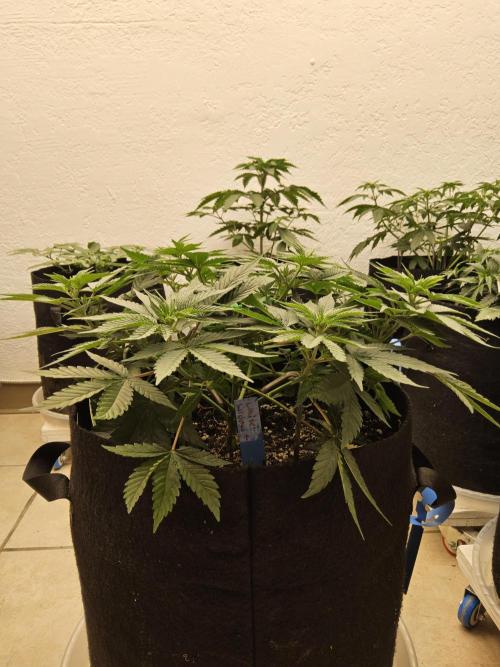White Widow Plus. Week 4