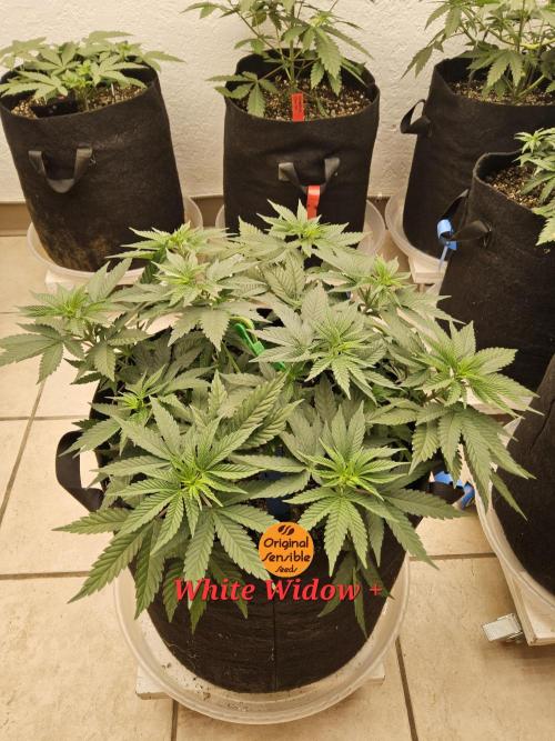 White Widow Plus. Week 4