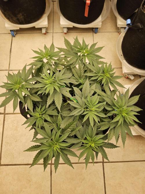 White Widow Plus. Week 4