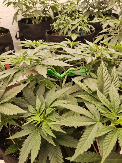 White Widow Plus. Week 4