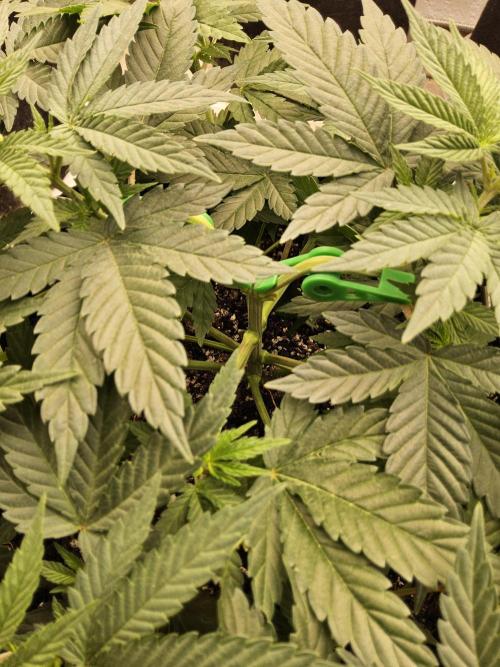 White Widow Plus. Week 4