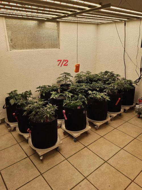 White Widow Plus. Week 4