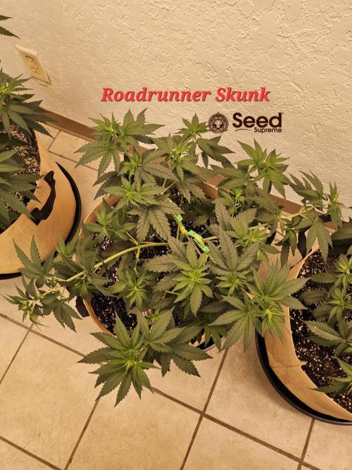 Supreme Roadrunner. Week 4