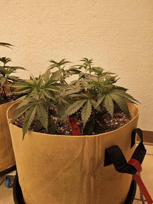 Fat Bastard. Week 4