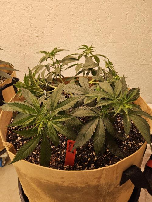 Fat Bastard. Week 4