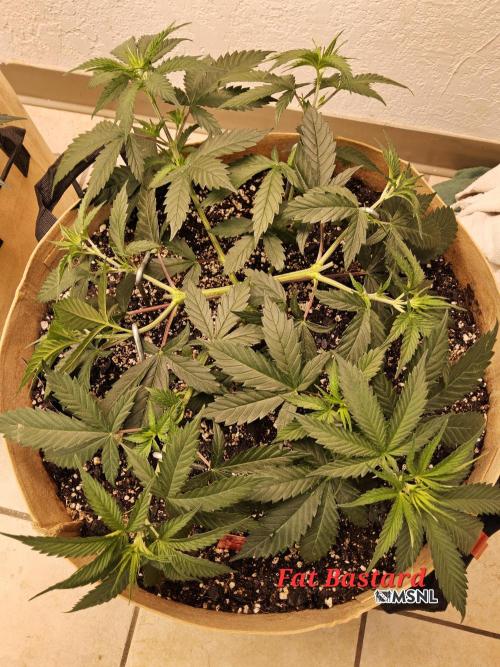 Fat Bastard. Week 4