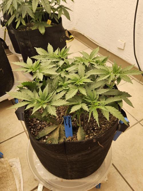 I💚GM Pineapple Donuts. Week 4