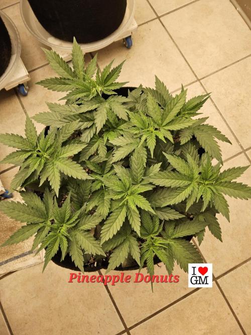 I💚GM Pineapple Donuts. Week 4
