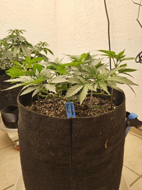 I💚GM Pineapple Donuts. Week 4