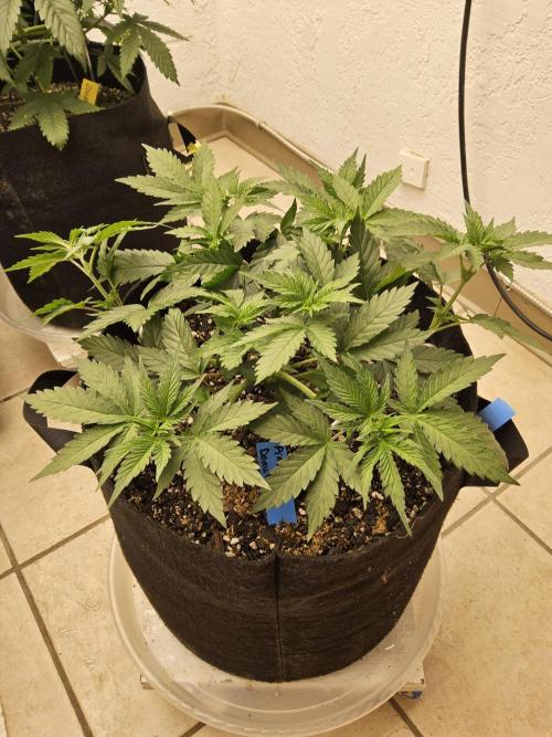 I💚GM Pineapple Donuts. Week 4