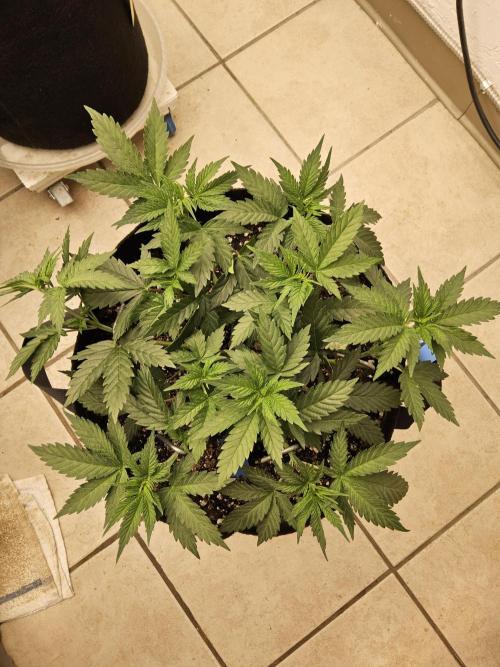 I💚GM Pineapple Donuts. Week 4