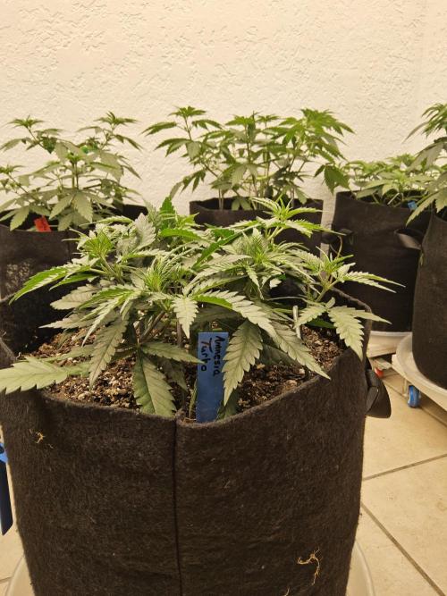 Turbo Amnesia. Week 4