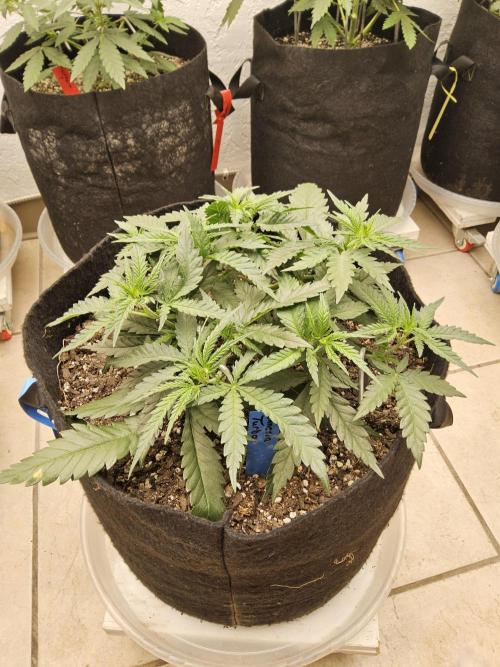 Turbo Amnesia. Week 4