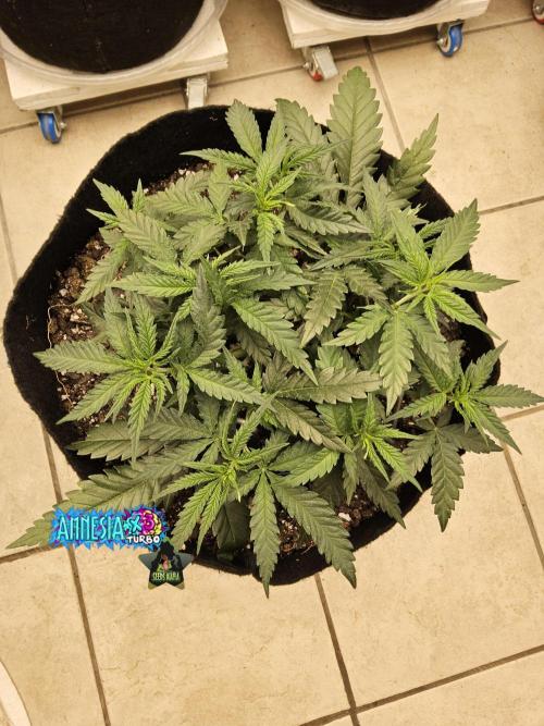Turbo Amnesia. Week 4