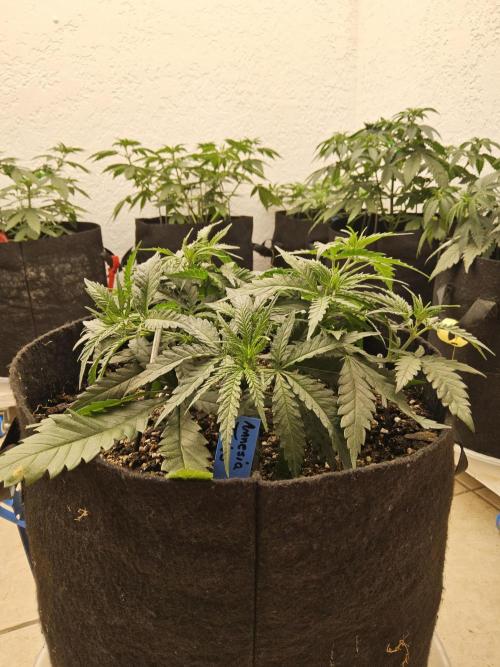 Turbo Amnesia. Week 4