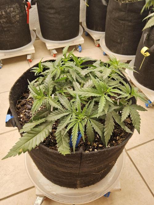 Turbo Amnesia. Week 4