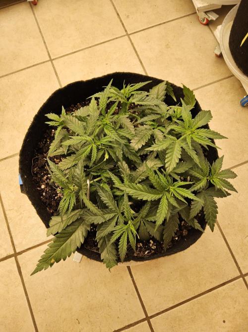 Turbo Amnesia. Week 4