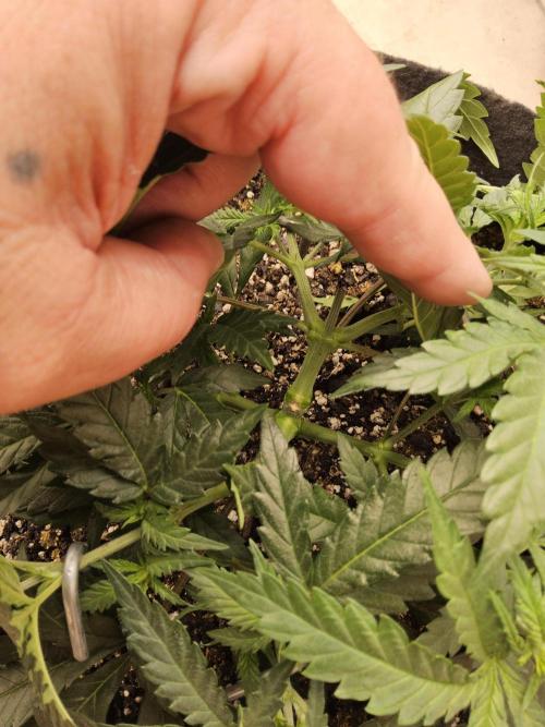 Turbo Amnesia. Week 4