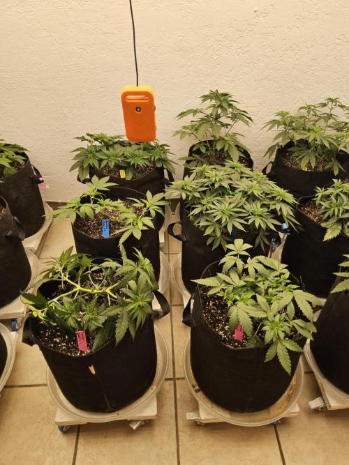 Turbo Amnesia. Week 4