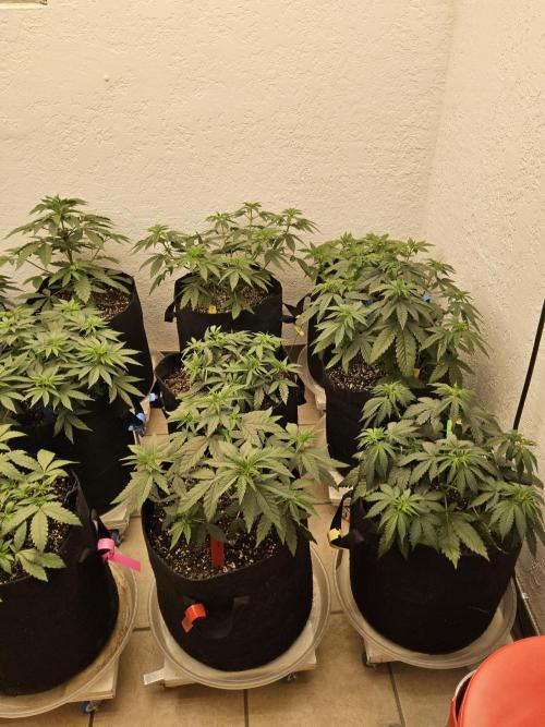 Turbo Amnesia. Week 4