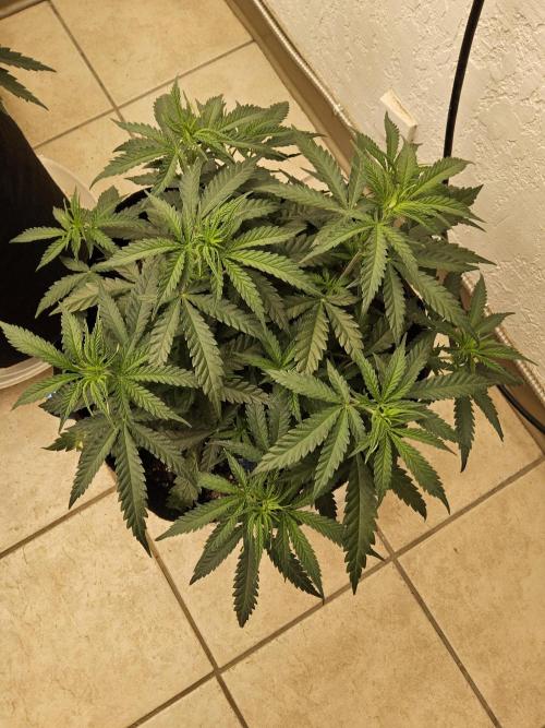Turbo Amnesia. Week 5