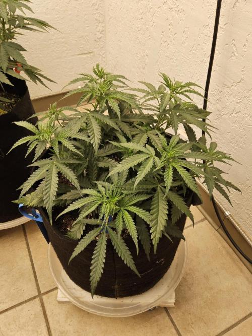 Turbo Amnesia. Week 5