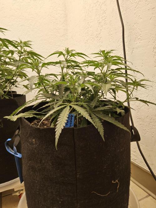 Turbo Amnesia. Week 5