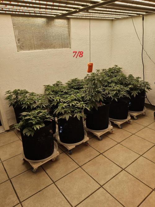 Turbo Amnesia. Week 5
