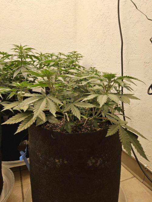 I💚GM Pineapple Donuts. Week 5