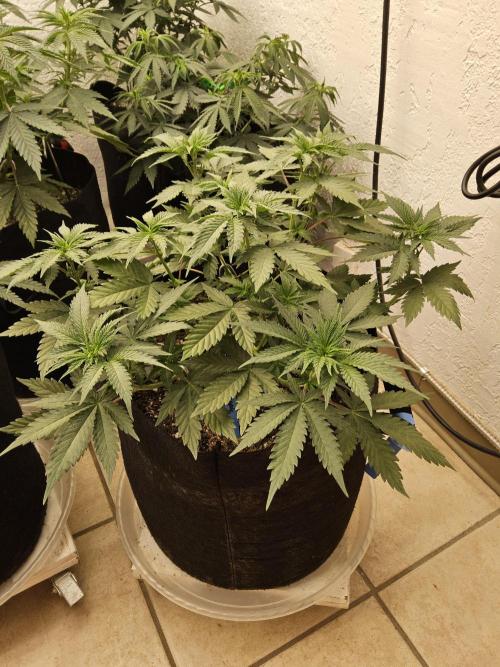 I💚GM Pineapple Donuts. Week 5