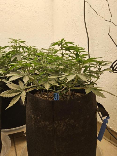 I💚GM Pineapple Donuts. Week 5