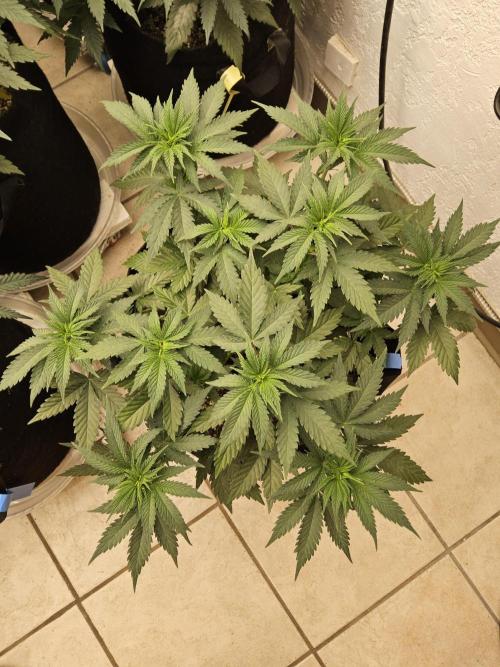 I💚GM Pineapple Donuts. Week 5
