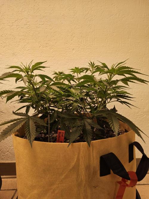 Fat Bastard. Week 5