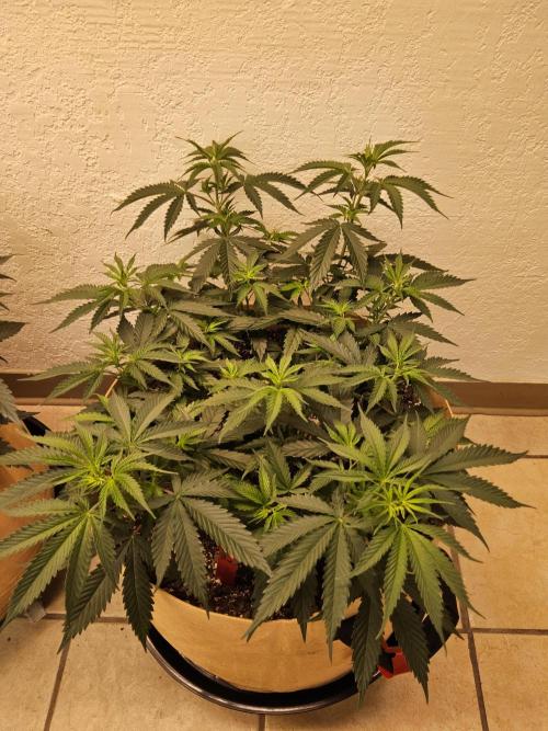 Fat Bastard. Week 5