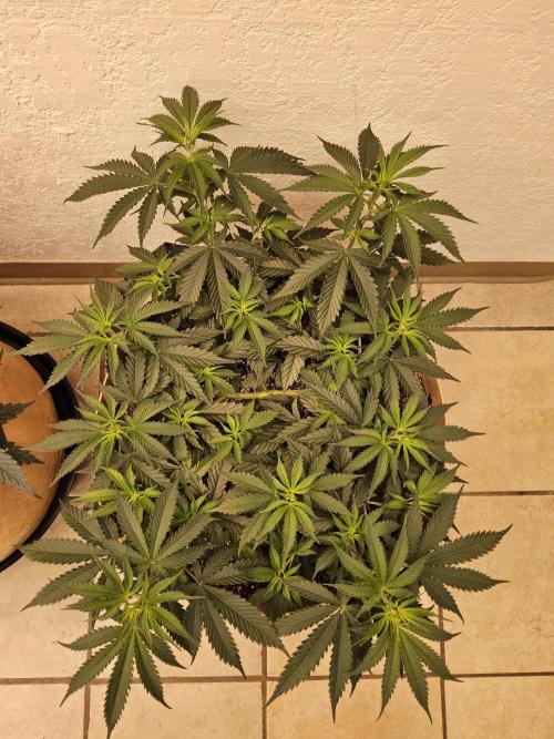 Fat Bastard. Week 5
