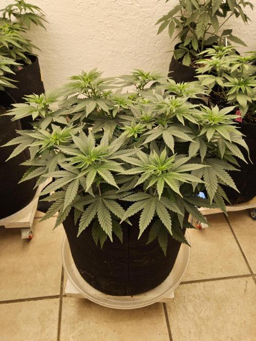 White Widow Plus. Week 5