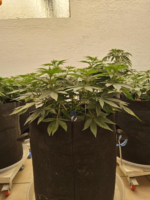 White Widow Plus. Week 5