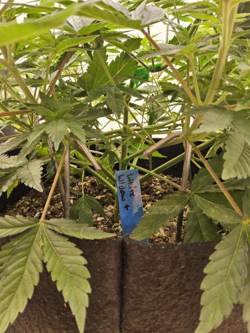 White Widow Plus. Week 5
