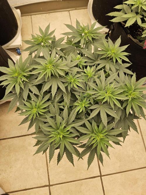 White Widow Plus. Week 5