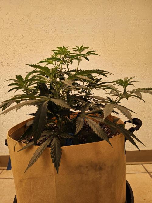 Bubba Seedsman. Week 5