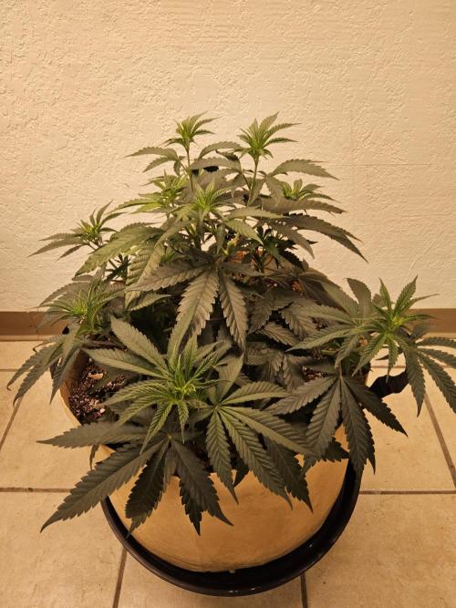 Bubba Seedsman. Week 5