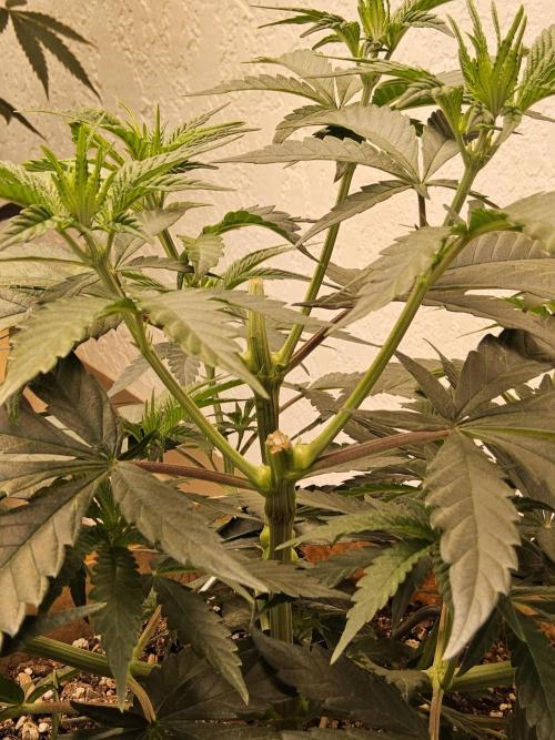 Bubba Seedsman. Week 5