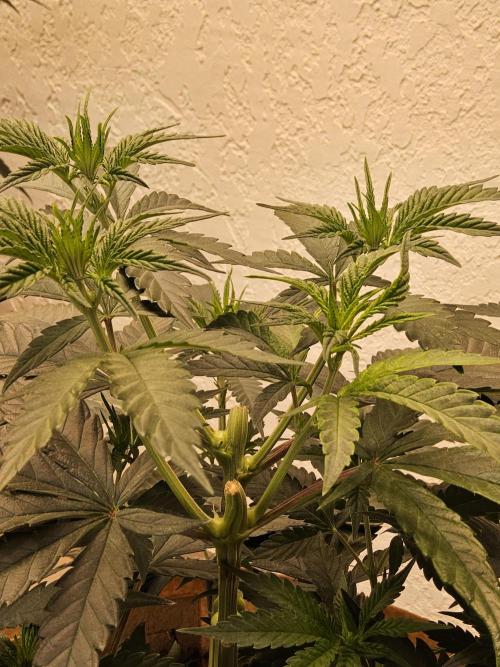 Bubba Seedsman. Week 5
