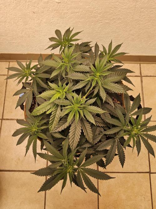 Bubba Seedsman. Week 5